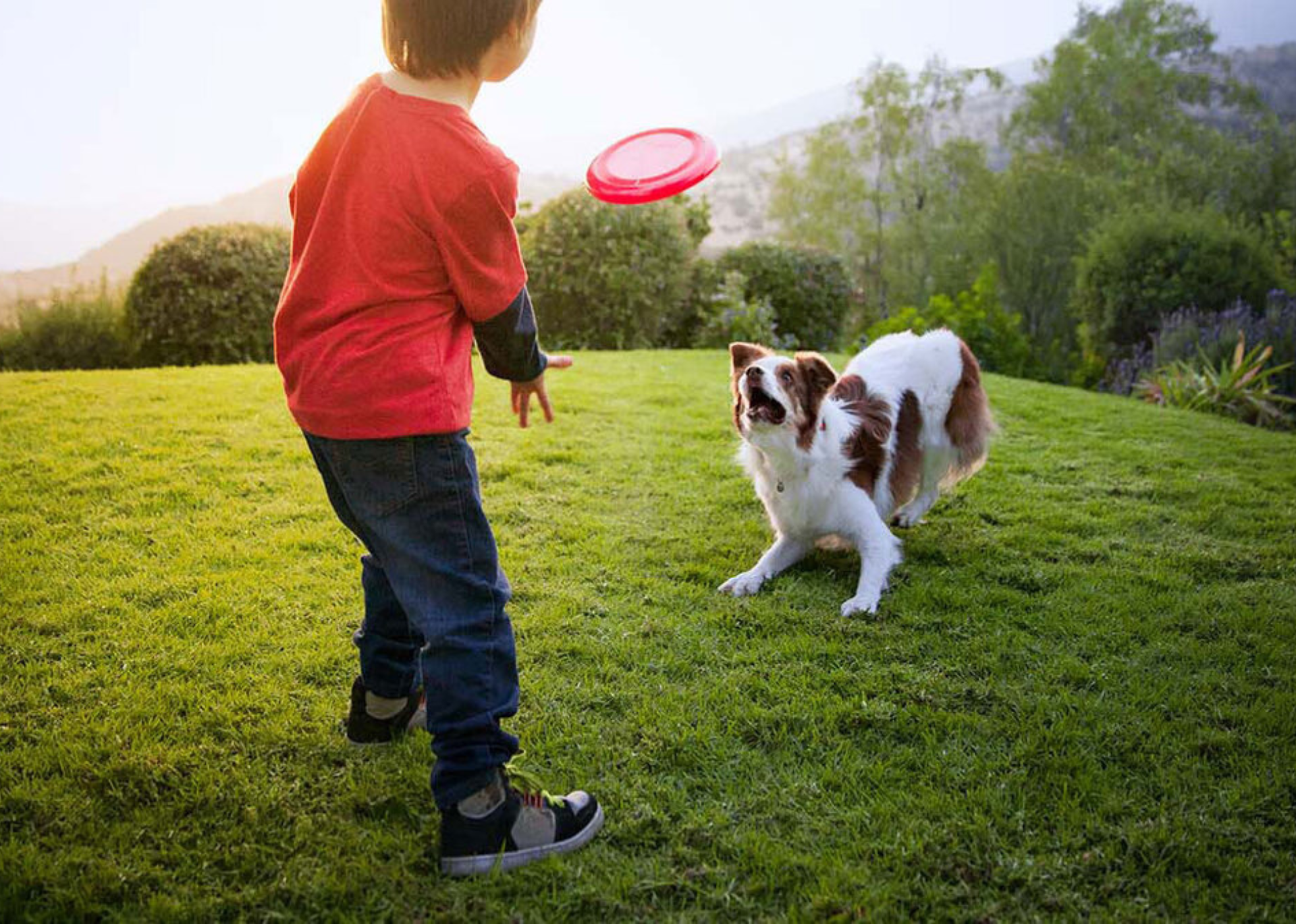 4. La Importancia del Ejercicio para tu Mascota