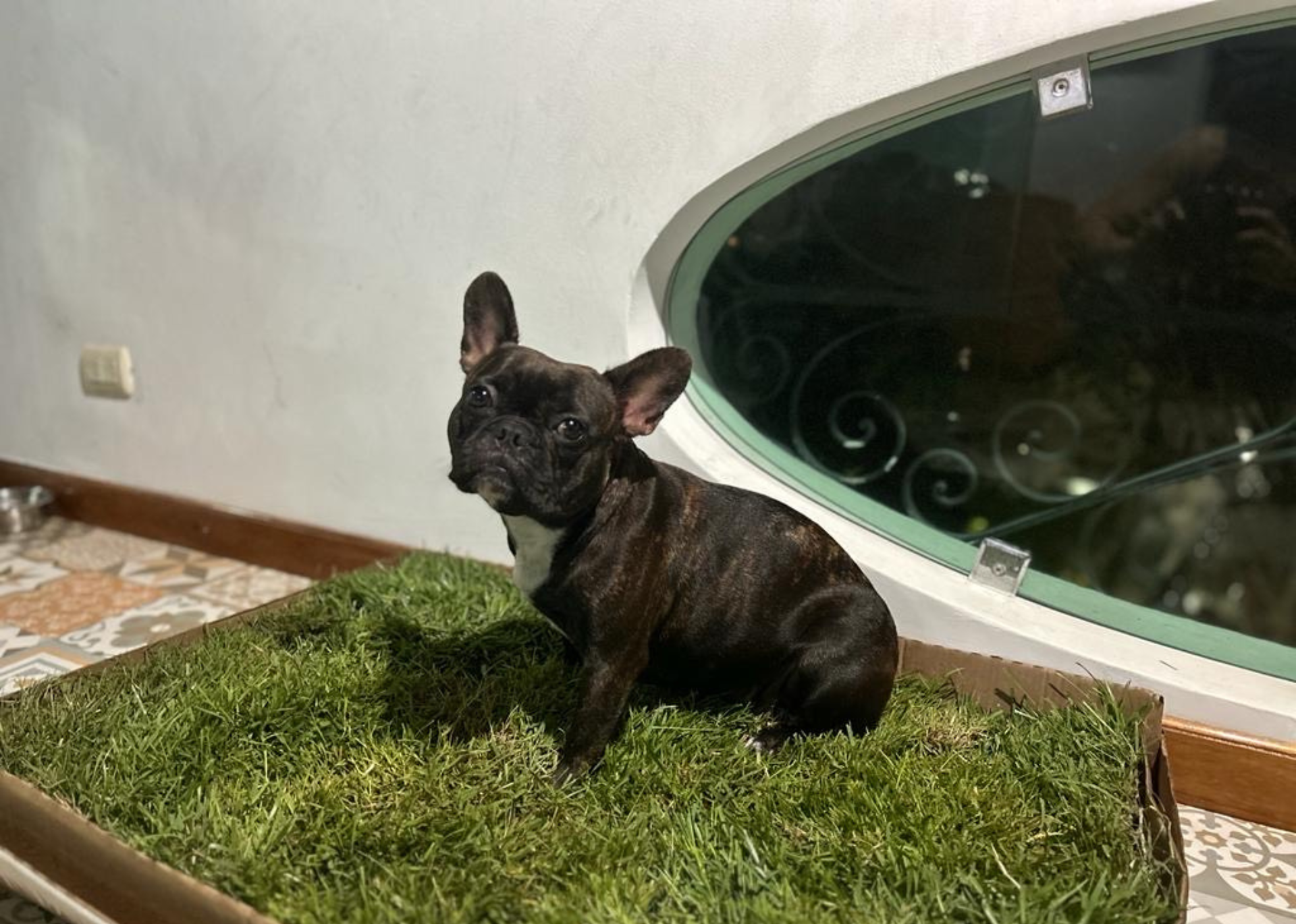 2. Beneficios de un Jardín de Grama Natural para tu Mascota